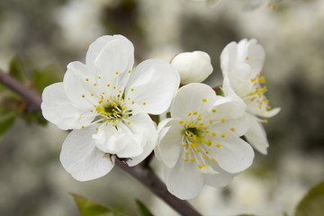 Fototapeta premium White flowers of cherry in spring