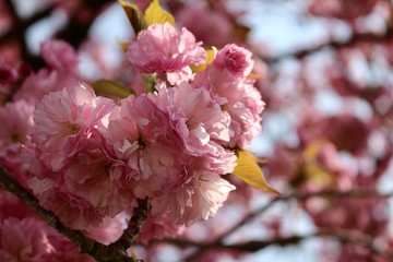 Pink cherry blossoms.