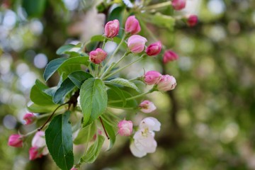 White and pink apple blossoms.