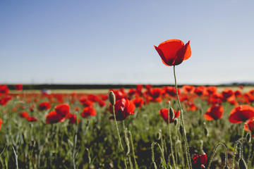 A red field with common poppies growing wild in spring