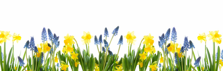 Panorama von Frühlingsblumen vor weissem Hintergrund