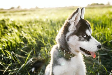 Cute little siberian husky puppy in grass