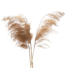 Dry common bulrush, isolated on white background © dule964
