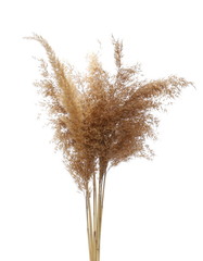 Dry common bulrush, isolated on white background © dule964