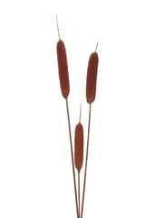 Dry common bulrush reeds isolated on white background, clipping path © dule964