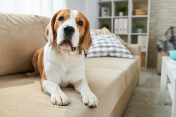Calm clever old Beagle dog lying on comfortable sofa and looking at camera in living room