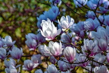 Gęsto kwitnące magnolie biało-różowe - obrazy, fototapety, plakaty