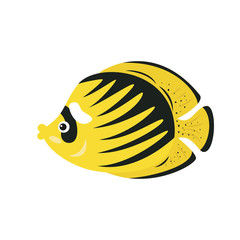 Tropical butterfly fish on white background.