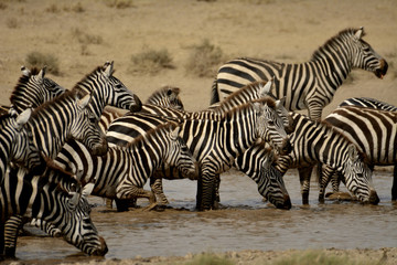 Fototapeta na wymiar zebres boivent