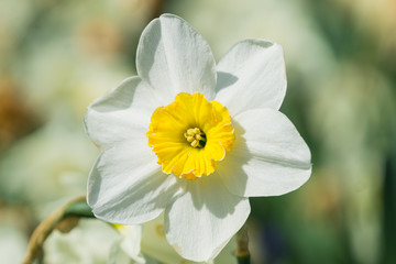 Weiße Schalen Narzisse (Narcissus) blüht im Licht der Frühlingssonne.	 