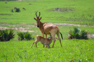 Antelope in Africa