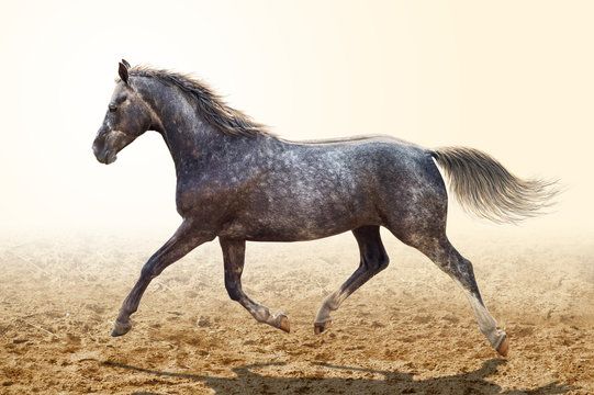 A gray horse trotting across the sand.