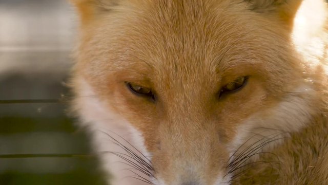 cunning fox eyes screwed and licks