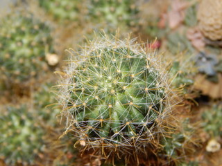 Cactus close-up texture