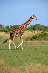 Naklejka na ściany i meble Giraffe in Uganda