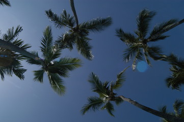 Obraz na płótnie Canvas Coconut Palm