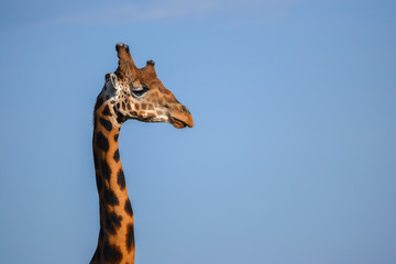 Giraffe in Uganda