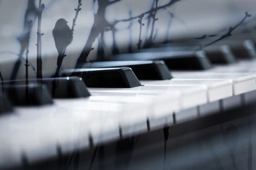 Keyboard of the piano.
