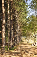 Bosque