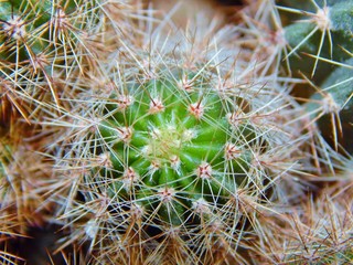 Cactus close-up texture