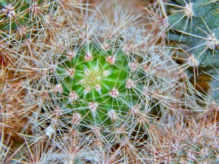 Cactus close-up texture