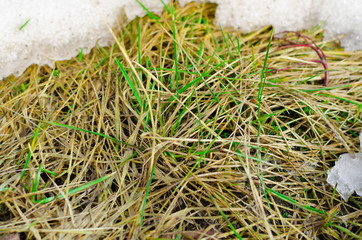 The melting snow reveals the dead grass in the field.