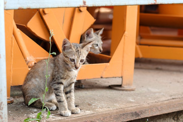 Obraz premium Cat.
