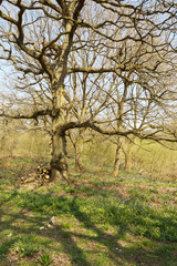 Shadows From The Tree