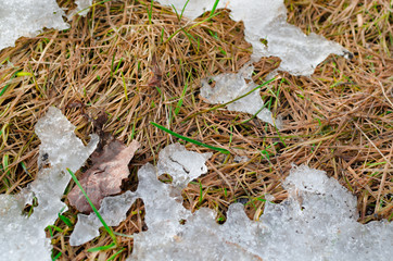 Old grass and melting snow texture background.