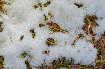 The melting snow reveals the dead grass in the field.