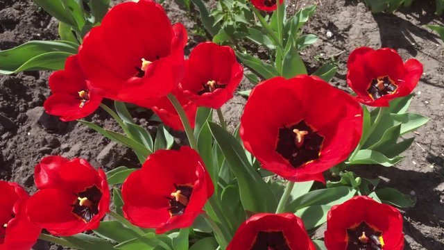 red tulips in hte garden.mp4
