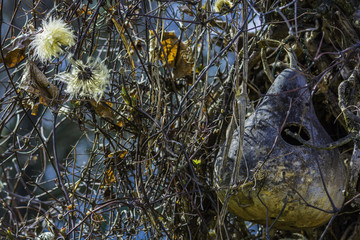 Gourd and Vines