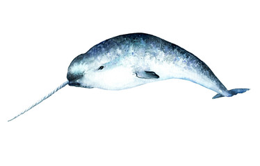 watercolor drawing of narwhal,  Monodon monoceros - obrazy, fototapety, plakaty