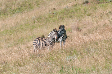 Naklejka premium Two Burchells zebras, Equus quagga burchellii, interacting