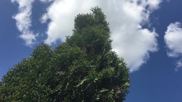 thuya against the blue sky