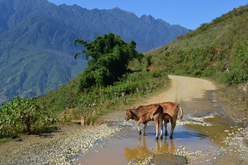 Kälber, vietnamesisches Hochland