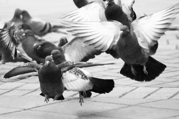 A lot of pigeons in the town square, wave your wings.