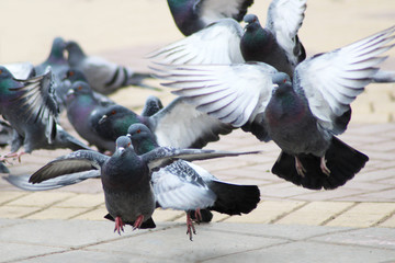 Fototapeta premium A lot of pigeons in the town square, wave your wings.