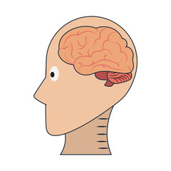 Head silhouette with brain inside vector illustration graphic design