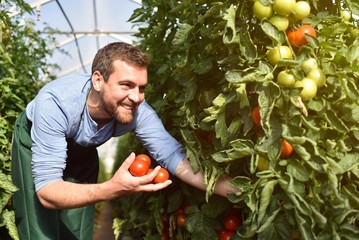 glücklicher Bauer im Gewächshaus mit reifen roten Tomaten bei der Ernte // happy farmer in a...