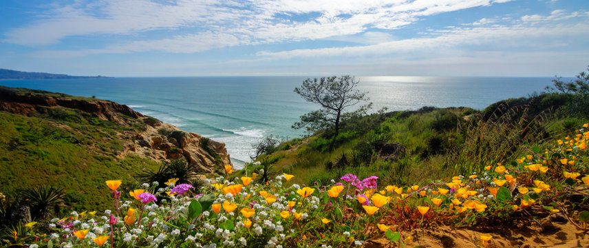 Spring Wildflowers