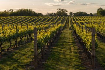 Fototapeta na wymiar Vineyards