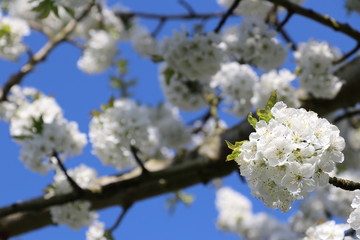 Kirschbaum/ Kirschblüten - Süßkirsche/ Vogel-Kirsche (Prunus avium)