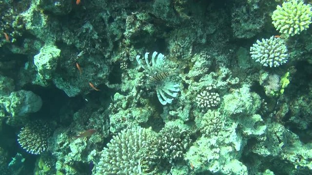 red firefish 03 dahab