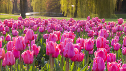 Field of pink tulips in morning sun