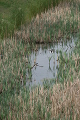 Fliegende Stockenten am Schilfteich 2