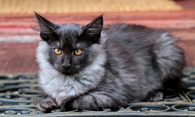 Norwegian forest cat kitten on doorstep