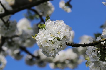 Kirschbaum/ Kirschblüten - Süßkirsche/ Vogel-Kirsche (Prunus avium)
