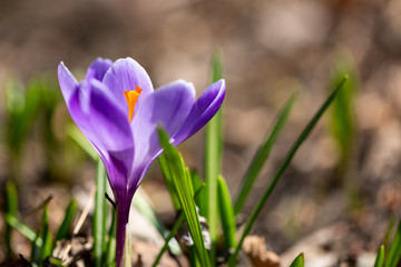 Purple crocus with a soft background