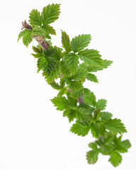 Raspberry branch closeup isolated on white background © Leonid Nyshko